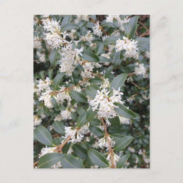 Carte postale Osmanthus Burkwoodii dans le parc (Devant)
