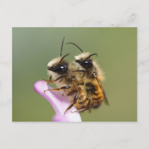 Carte Postale Osmia bicornis