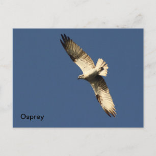 Carte postale Osprey