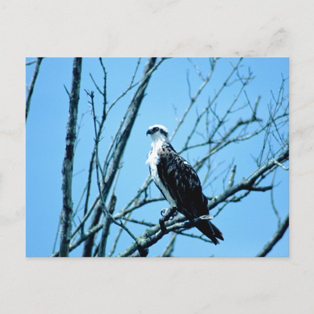 Carte Postale Osprey (Devant)