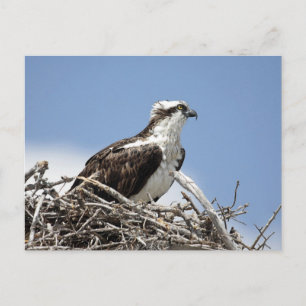 Carte Postale Osprey