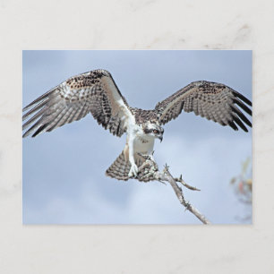 Carte postale Osprey