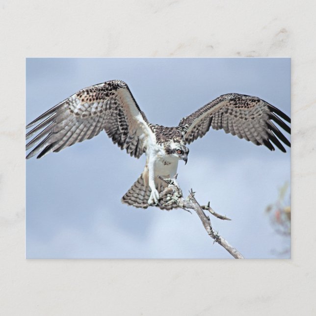 Carte postale Osprey (Devant)