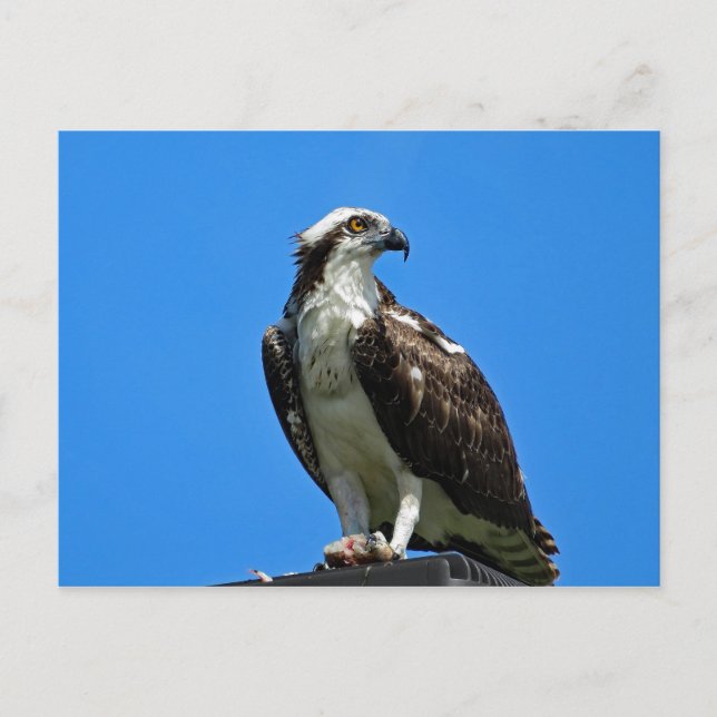 Carte postale Osprey (Devant)