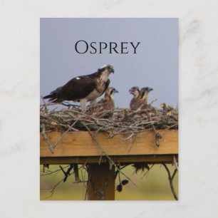 Carte postale Osprey Bird Nest