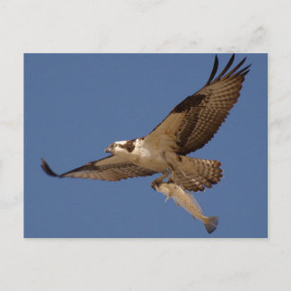 Carte Postale Osprey Fisher