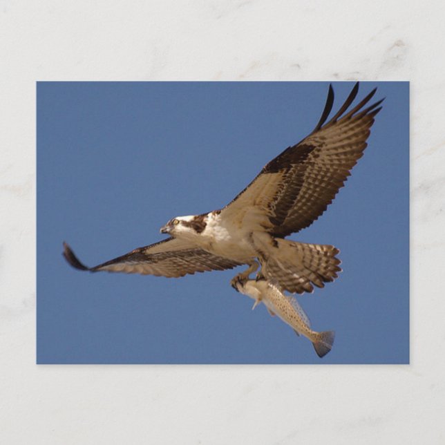 Carte Postale Osprey Fisher (Devant)