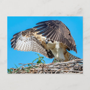 Carte Postale Osprey juvénile dans le nid