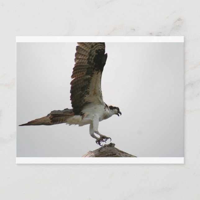 Carte Postale Osprey Landing (Devant)