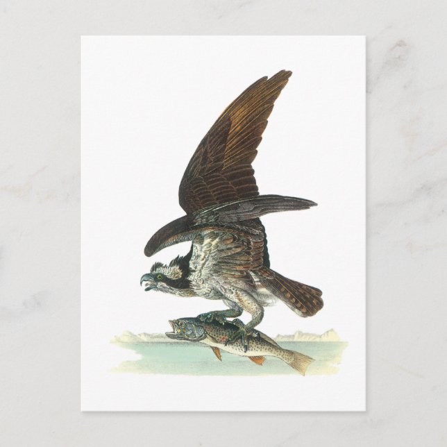 Carte Postale Osprey par Audubon (Devant)