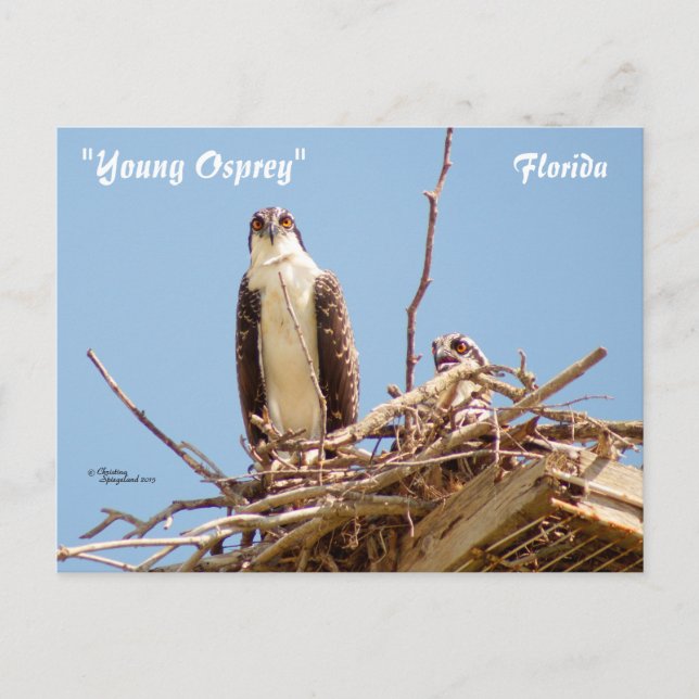 Carte postale Ospreys Hawks Birds (Devant)