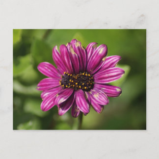 Carte Postale Osteospermum mutant / Dimorphotheca
