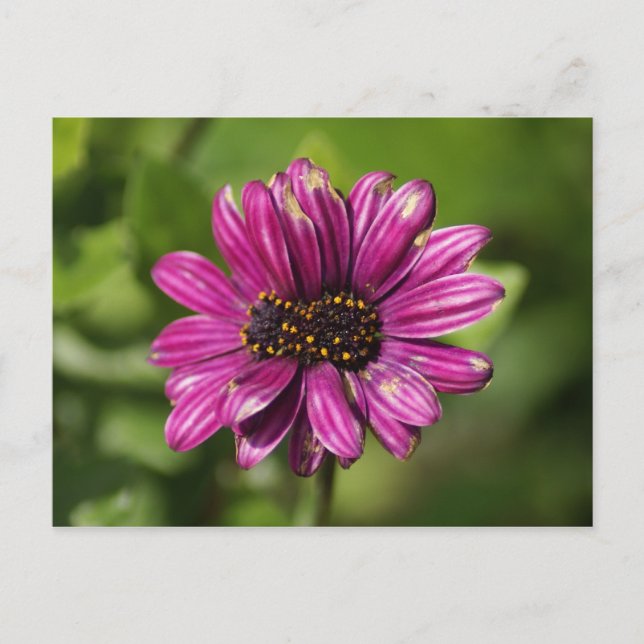 Carte Postale Osteospermum mutant / Dimorphotheca (Devant)