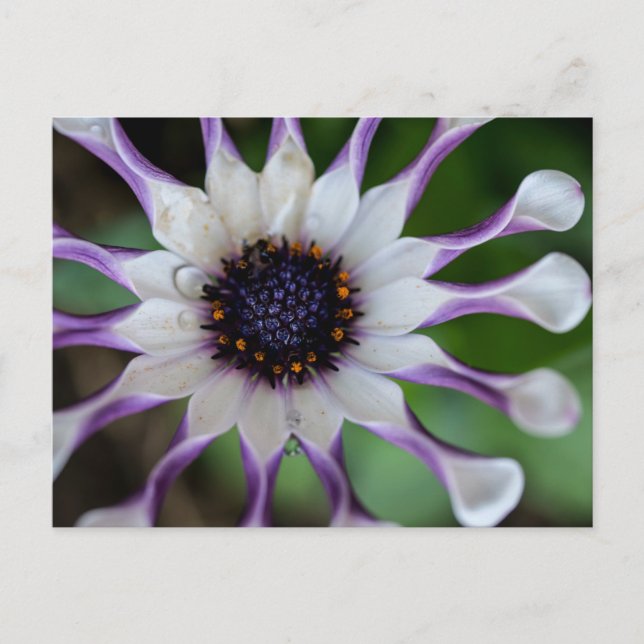 Carte Postale Osteospermum Nasinga blanc (Devant)