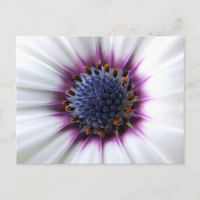 Carte postale Osteospurmum (Devant)