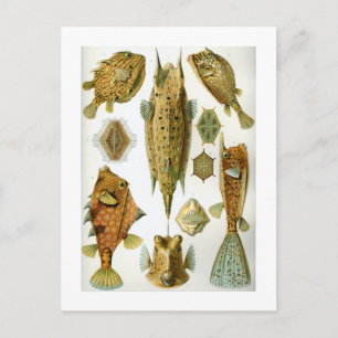 Carte Postale Ostraciontes