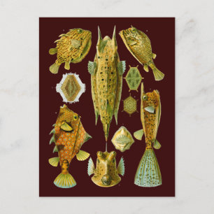 Carte Postale Ostraciontes (Coquille), Ernst Haeckel Fine Art