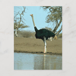Carte Postale Ostrich