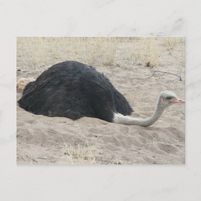 Carte postale Ostrich (Devant)