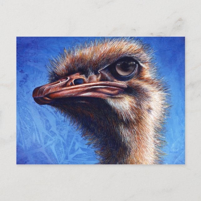 Carte postale Ostrich (Devant)