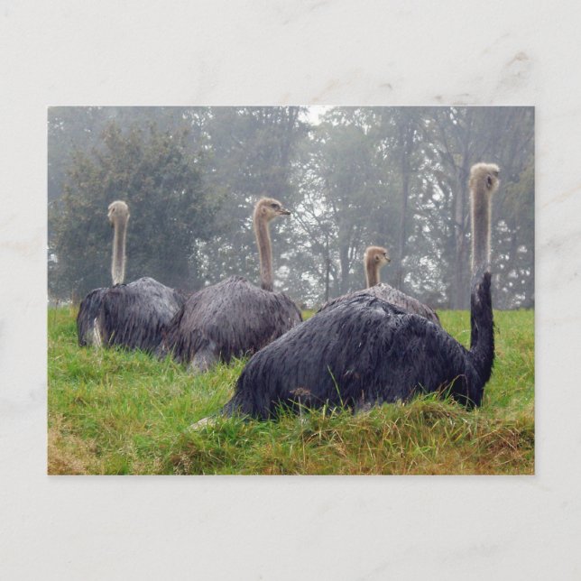 Carte postale Ostrich (Devant)