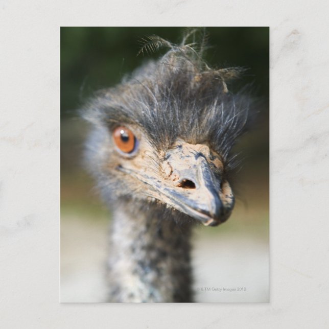 Carte Postale Ostrich (Devant)