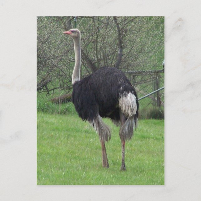 Carte postale Ostrich (Devant)