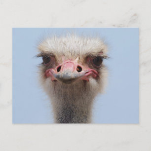 Carte Postale Ostrich