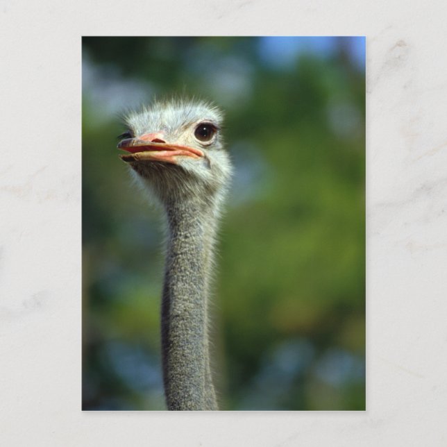 Carte postale Ostrich (Devant)
