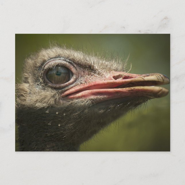 Carte Postale Ostrich Blair Drummond (Devant)