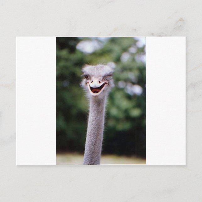Carte Postale Ostrich Winking - Drôle (Devant)