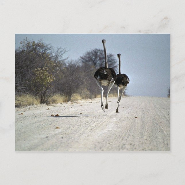 Carte Postale Ostriches (Devant)