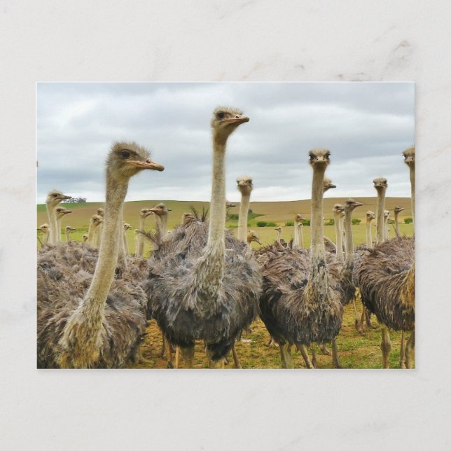Carte Postale Ostriches (Devant)