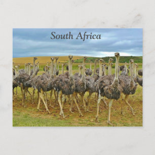 Carte Postale Ostriches Afrique