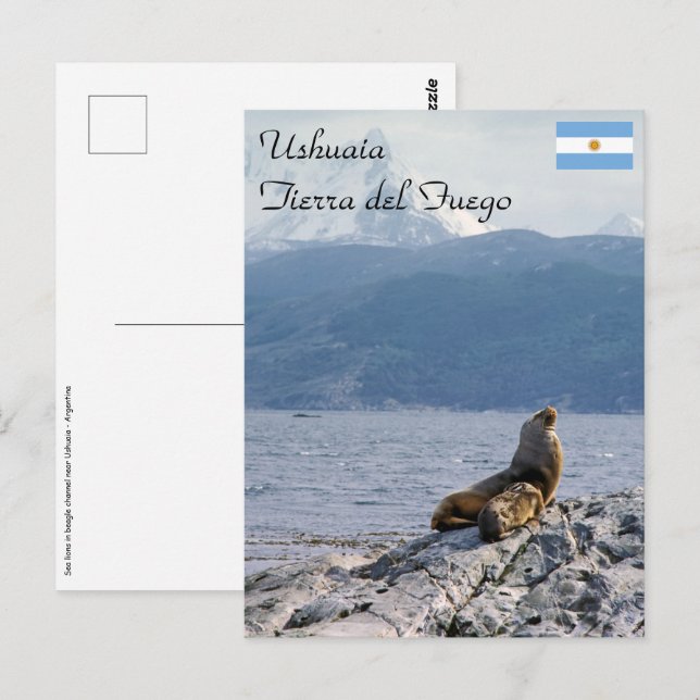 Carte Postale Otaries dans le canal de Beagle - Argentine (Devant / Derrière)