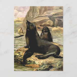 Carte Postale Otaries de Californie par CE Swan, Animaux Vintage