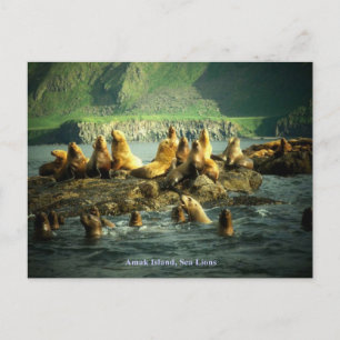 Carte Postale Otaries de l'île d'Amak