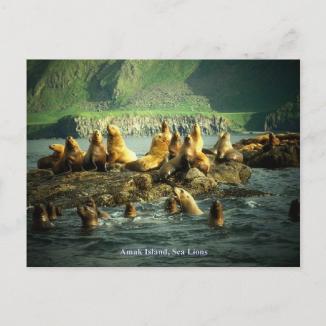 Carte Postale Otaries de l'île d'Amak (Devant)