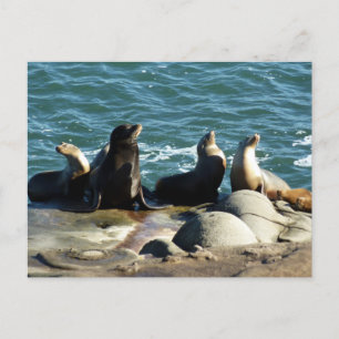 Carte Postale Otaries de San Diego
