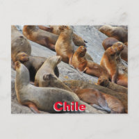 Otaries en Patagonie, Chili