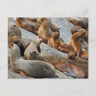 Carte Postale Otaries en Patagonie, Chili