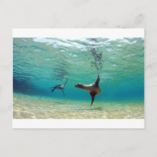 Carte Postale Otaries jouant sous l'eau Îles Galapagos