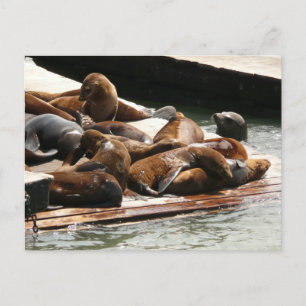 Carte Postale Otaries se faisant chauffer au soleil à San Franci