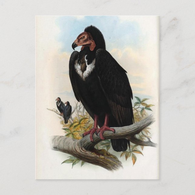 Carte Postale Otogyps Calvus. Vautour noir (Devant)