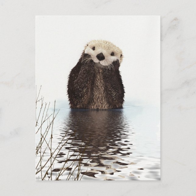 Carte Postale Otter (Devant)