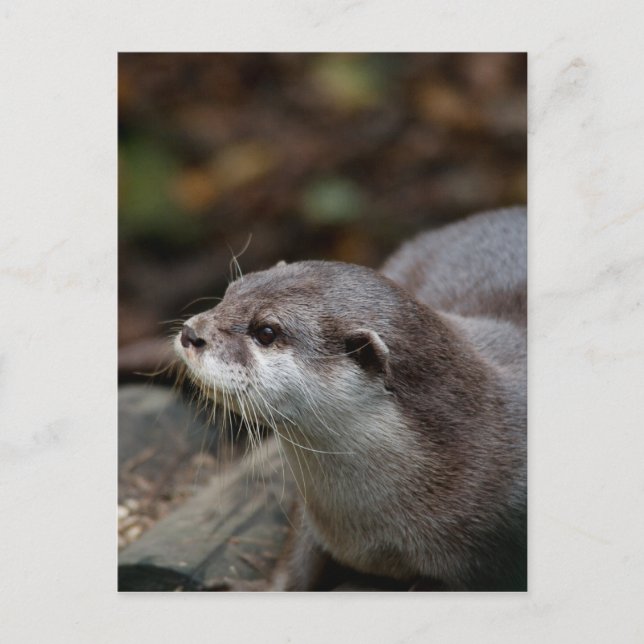 Carte Postale Otter (Devant)