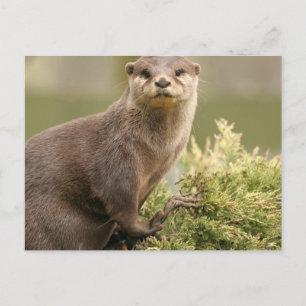 Carte postale Otter