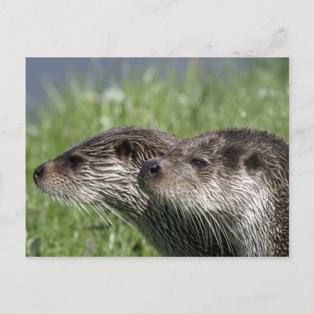 Carte postale Otter (Devant)