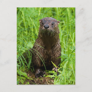 Carte Postale Otter