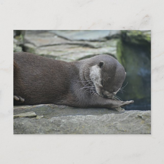 Carte Postale Otter (Devant)